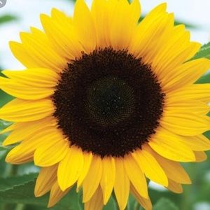 Meet your Posher, Holly